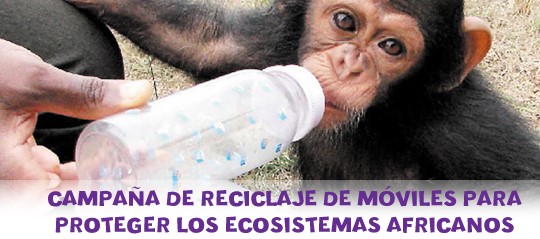 campaña chimpancés